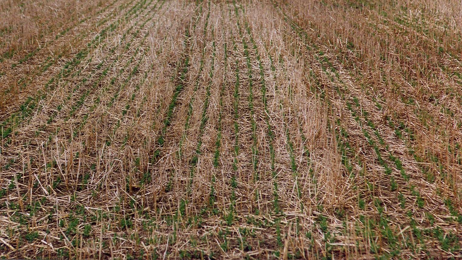 siembra directa españa